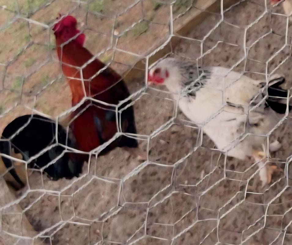 Foghorn & Miss Prissy Lopez